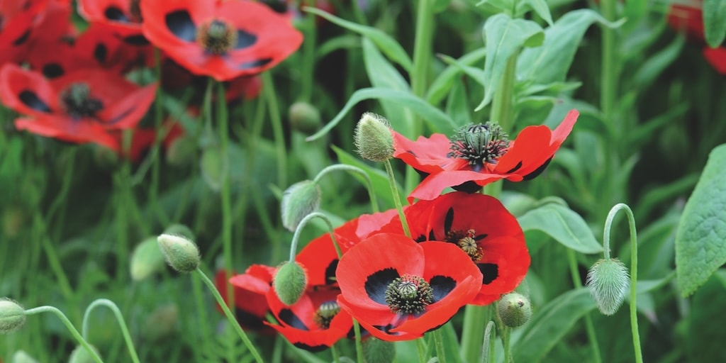 Poppy ‘Ladybird’ from Dobies