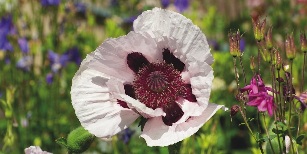 Poppy 'Royal Wedding' from Dobies