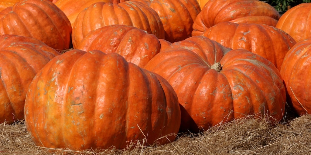 Pumpkin ‘Atlantic Giant’ from Dobies