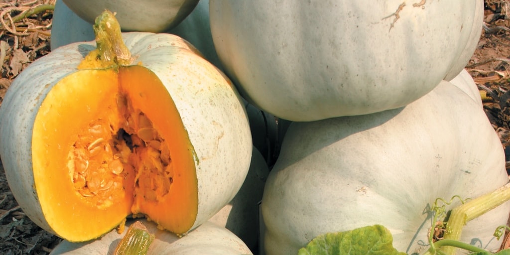 How to grow pumpkins and squash from seed