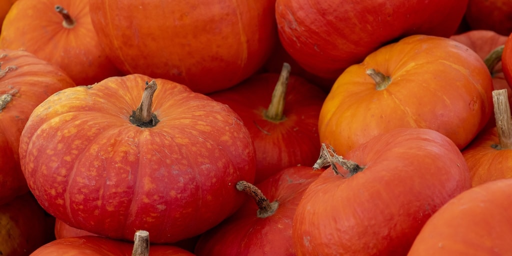 Squash 'Rouge Vif d’Etampes' from Dobies