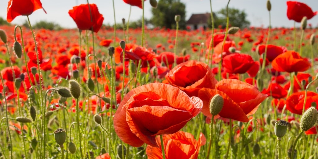 How to grow poppies in the UK