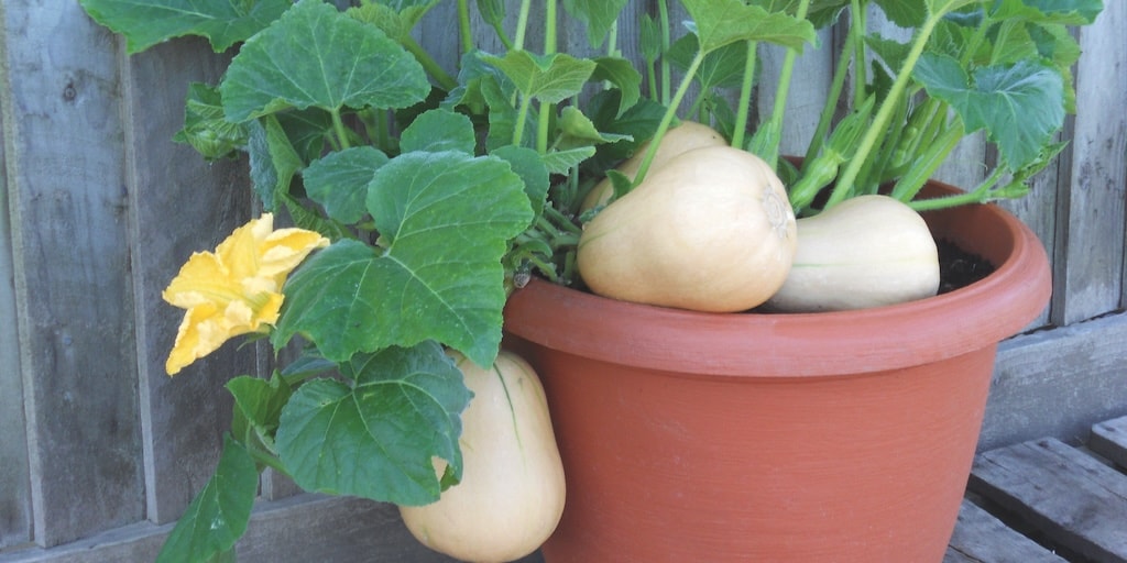 Squash ‘Butterbush’ F1 from Dobies