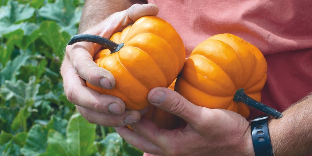 Squash ‘Orangita’ from Dobies