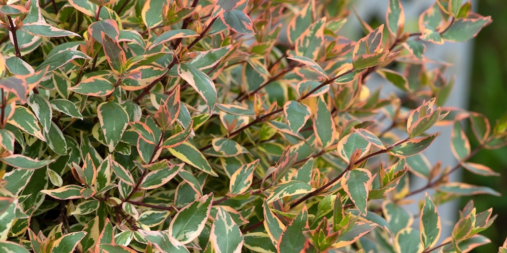 Abelia x grandiflora 'Tricolour Charm' from Dobies
