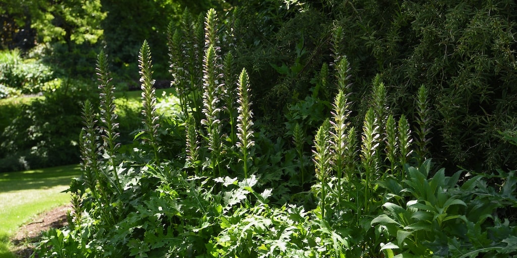 Acanthus mollis from Dobies 