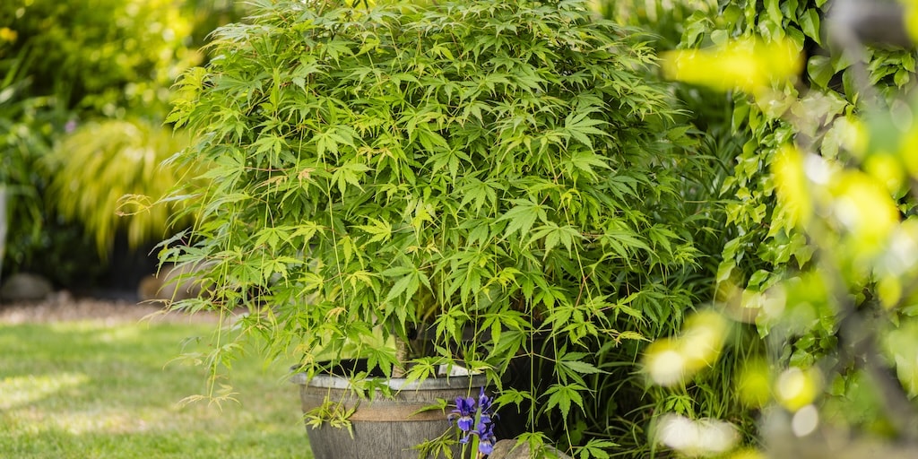 Acer palmatum 'Cascade Emerald' from Dobies (© BGP)
