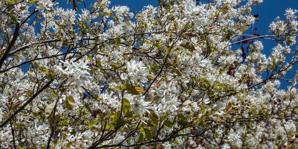 Amelanchier 'Ballerina' (Mature Tree) from Dobies
