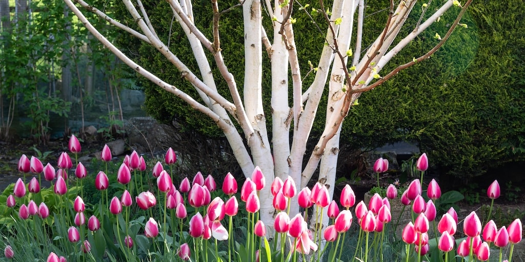 Betula utilis ‘Jacquemontii’ from Dobies
