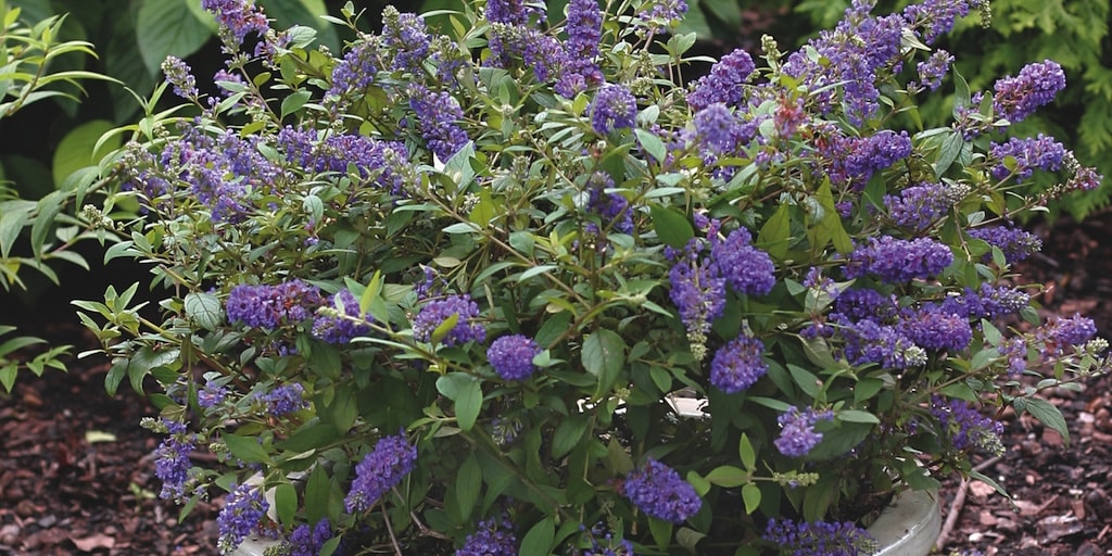 Buddleja 'Blue Chip' from Dobies
