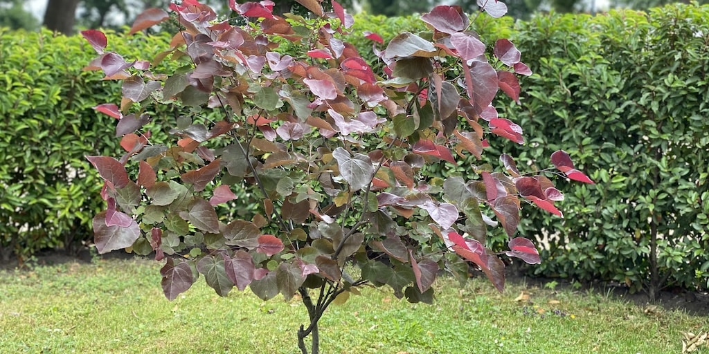 The complete guide to choosing and planting ornamental trees