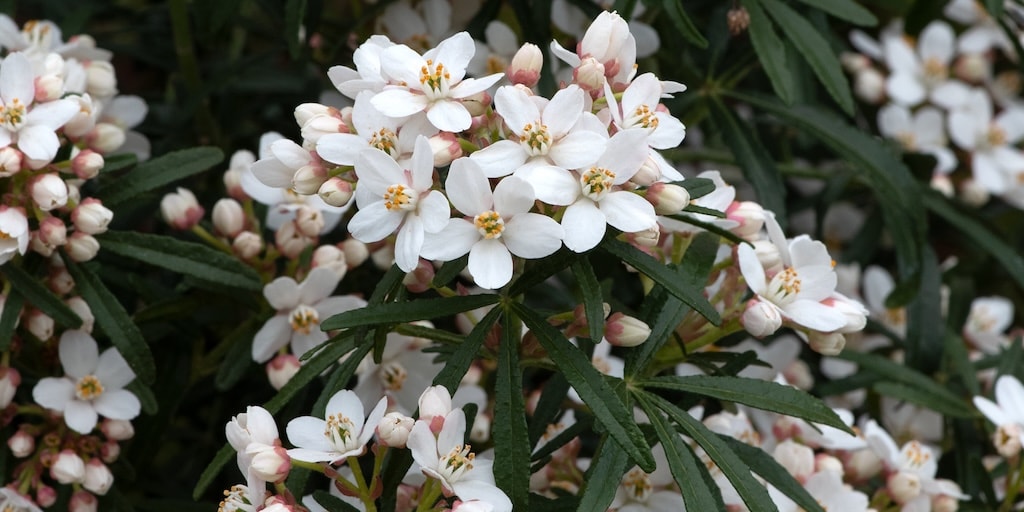Choisya ternata 'Scented Gem' from Dobies