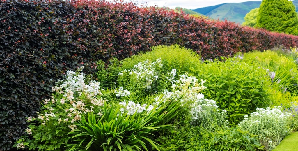 Copper Beech (Hedging) from Dobies