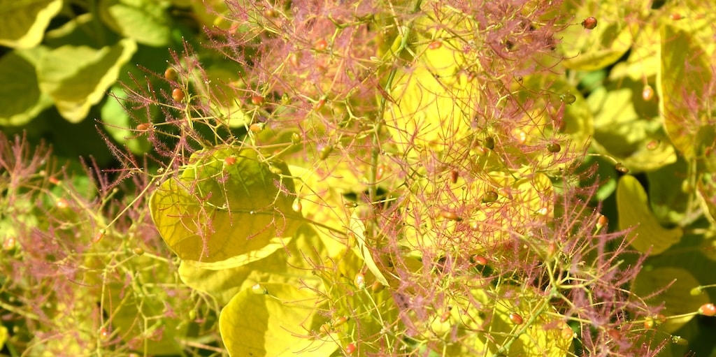 Cotinus coggygria 'Golden Spirit' from Dobies
