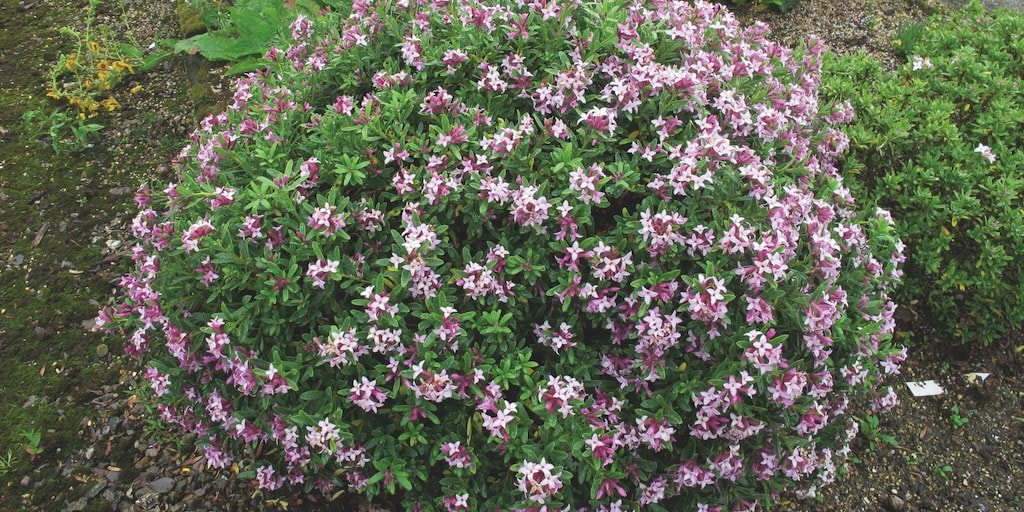 Daphne x transatlantica 'Pink Fragrance' from Dobies
