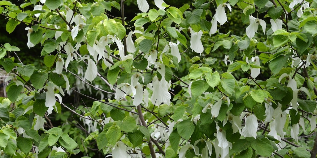 Davidia involucrata var. Vilmoriniana from Dobies

