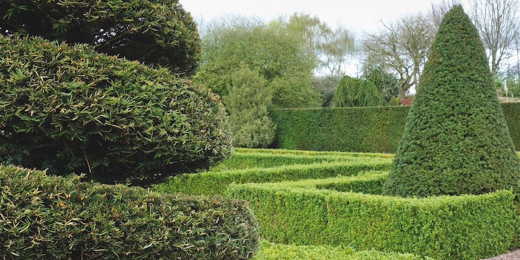 English Yew (Hedging) from Dobies