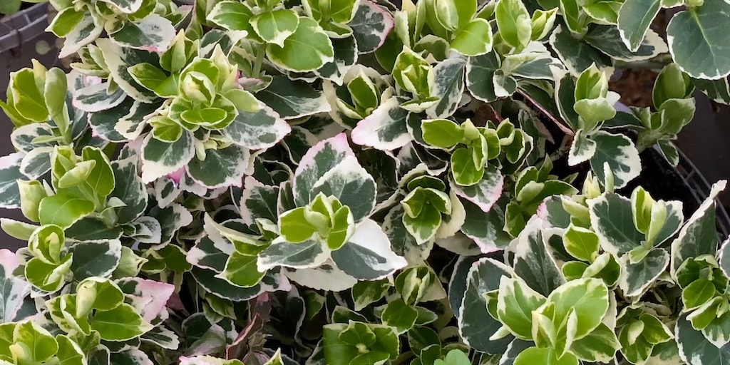 Euonymus fortunei 'Emerald Gaiety' from Dobies