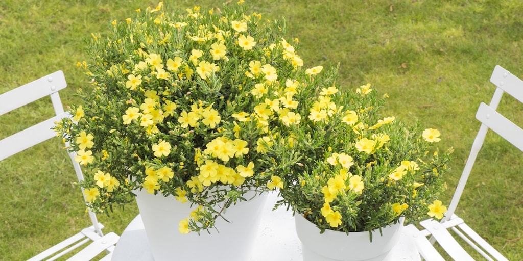 Halimium 'April Sun' from Dobies
