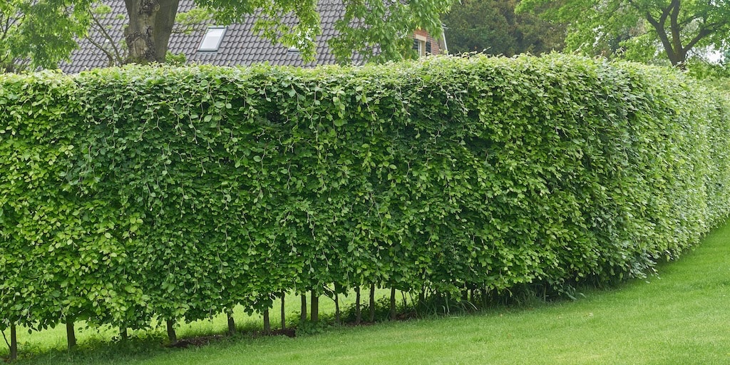 Hornbeam (Hedging) from Dobies