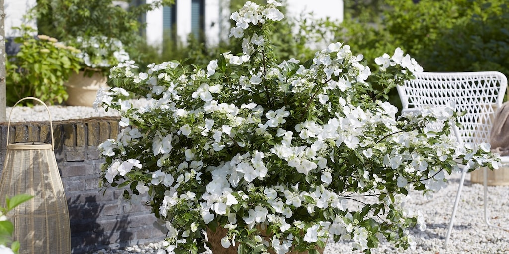 Hydrangea 'Runaway Bride' from Dobies
