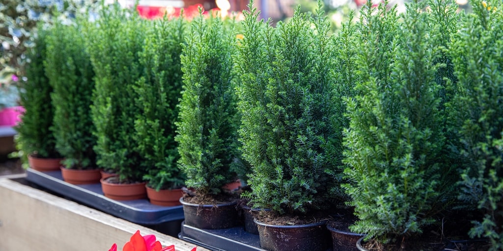 Chamaecyparis lawsoniana 'Ellwoodii' from Dobies