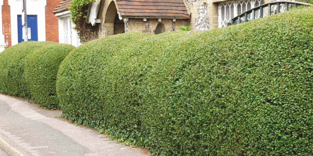Ligustrum ovalifolium (Hedging) from Dobies