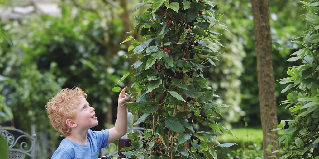 Mulberry ‘Charlotte Russe’ from Dobies (© Plantipp/Visions BV, Netherlands)