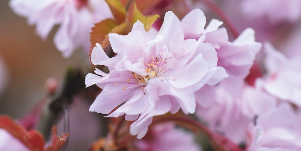 Prunus incisa 'Oshidori' from Dobies (© T&M)