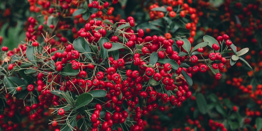 Pyracantha coccinea 'Red Column' from Dobies