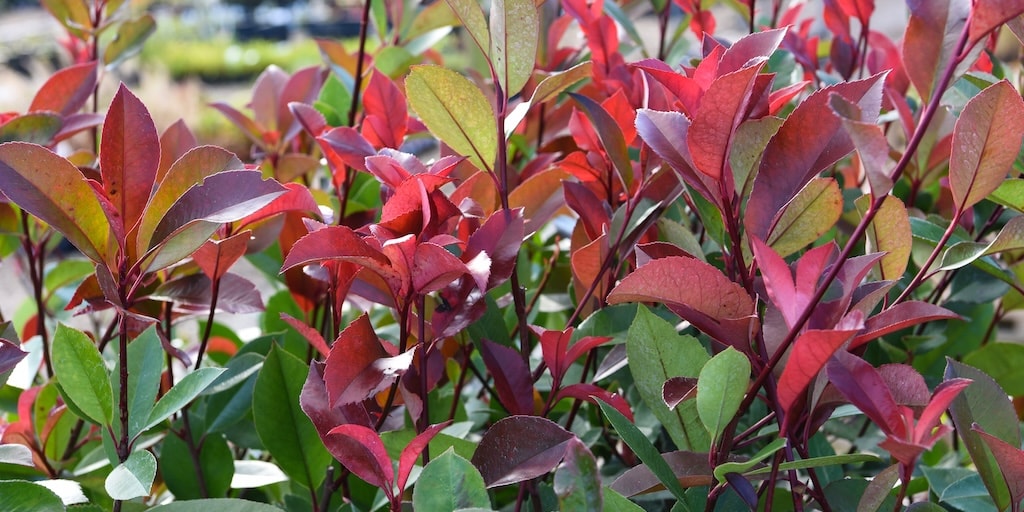 Photinia x fraseri 'Red Robin' (Hedging) from Dobies