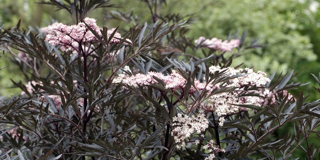 The complete guide to choosing and planting shrubs