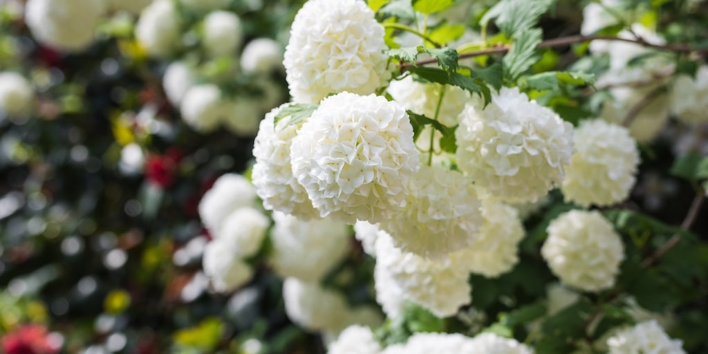 Viburnum opulus 'Roseum' from Dobies
