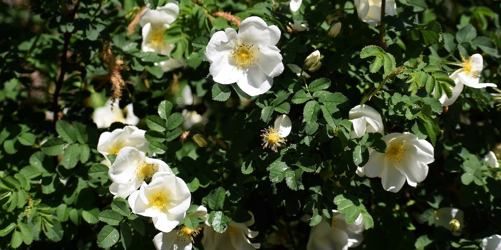 White Ramanas Rose (Hedging) from Dobies