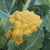 Cauliflower (Amoresco) 'Amo 125' F1 from Dobies