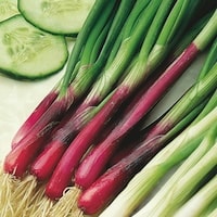 Dobies Spring Onion 'Red & White Mixed' 